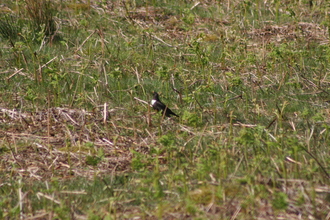 Ring Ouzel, Stanage Edge, May 2009