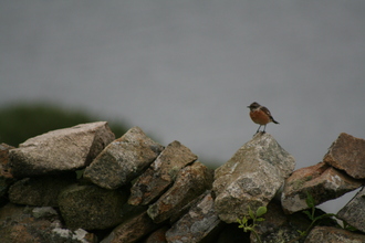 Stonechat, Connemara, August 2006