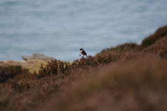 Stonechat, Cornwall, April 2007