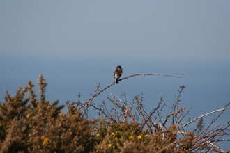 Stonechat, Cornwall, April 2007
