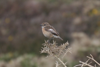 Stonechat, Pembroke Coast, April 2014