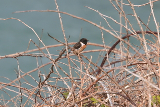 Stonechat, Pembroke Coast, April 2014