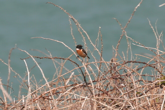 Stonechat, Pembroke Coast, April 2014