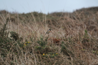 Stonechat, Pembroke Coast, April 2014