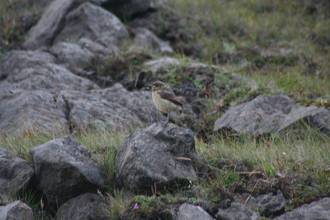 Wheatear, Iceland, July 2007