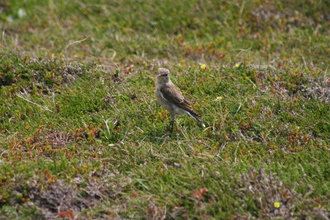 Wheatear, Handa Island, July 2009