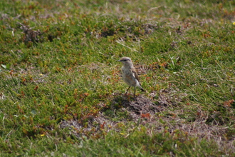 Wheatear, Handa Island, July 2009