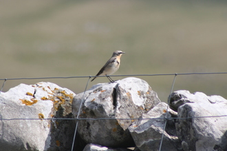 Wheatear, Pembroke Coast, April 2014