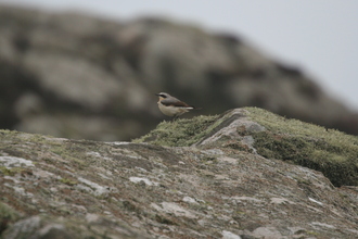 Wheatear, Pembroke Coast, April 2014