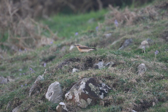 Wheatear, Pembroke Coast, April 2014