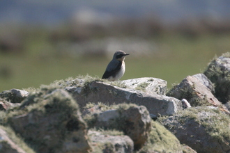 Wheatear, Pembroke Coast, April 2014