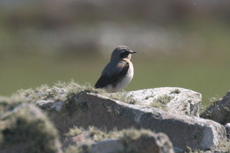 Wheatear, Pembroke Coast, April 2014