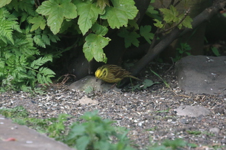 Yellowhammer, Old Moor, April 2015