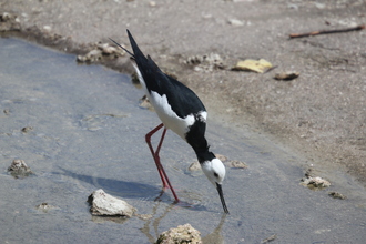 Pied Stilt, Waiotapu