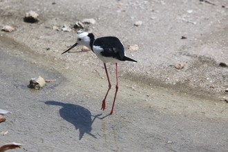 Pied Stilt, Waiotapu