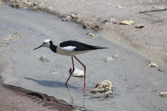Pied Stilt, Waiotapu
