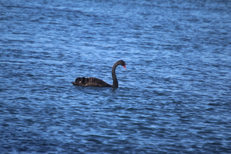 Black Swan, Lake Taupo