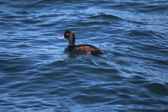 New Zealand Scaup, Lake Taupo