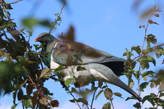 New Zealand Pigeon, Nydia Lodge