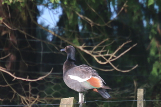 Male Paradise Shelduck, Nydia Lodge