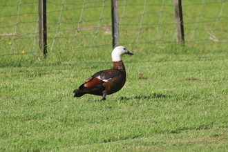 Female Paradise Shelduck, Nydia Lodge