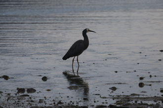 White-faced Heron, Nydia Lodge