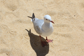 Red-billed Gull, The Anchorage