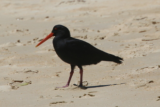 Black Oyster Catcher, The Anchorage