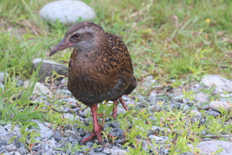 Weka, Punakaiki