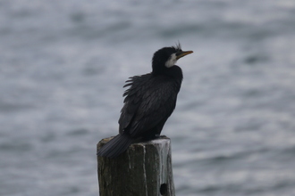 Little shag, Lake Wanaka
