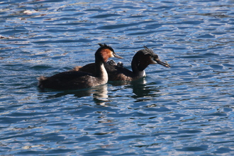 Australasian Crested Grebes, Lake Wanaka