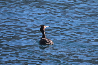 Australasian Crested Grebe, Lake Wanaka