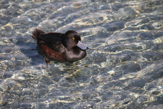 New Zealand Scaup, Lake Wanaka