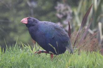 Takahe near Te Anau