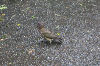 Kea, The Chasm near Milford Sound