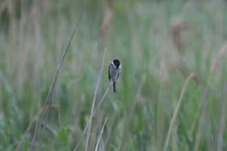 Reed bunting, Rutland Water, June 2015
