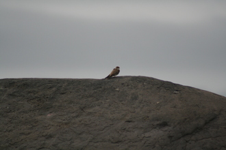 Sand Martin, Dingle, July 2011
