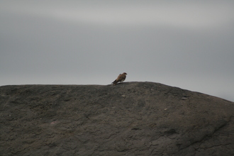 Sand Martin, Dingle, July 2011