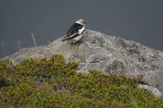 Snow Bunting, Iceland, July 2007