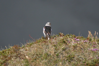 Snow Bunting, Ingólfhöfði , Iceland, July 2007