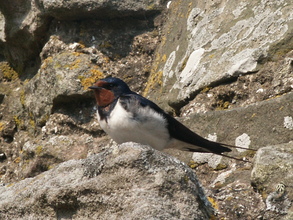 Swallow, Dunstanburgh Castle,  July 2006
