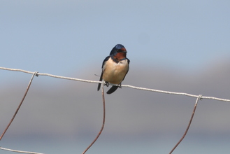 Swallow, Pembroke Coast, April 2014