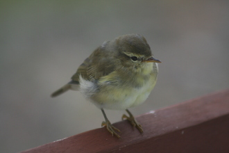 Warbler, Stoer Peninsula, July 2010