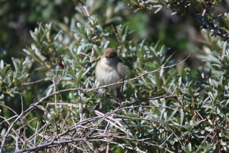 Warbler, Gibraltar Point, June 2015