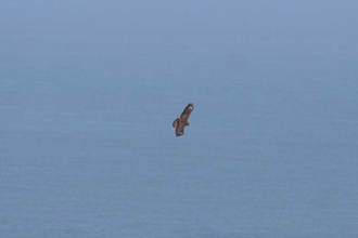 Buzzard, Near Ramsey Island, April 2014