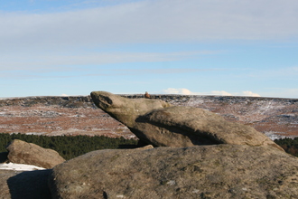 Kestrel, Carl Wark, November 2010