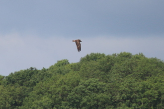Osprey, Rutland Water, June 2015