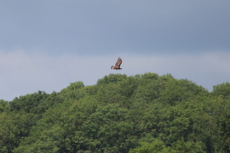 Osprey, Rutland Water, June 2015