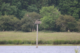 Ospreys, Rutland Water, June 2015