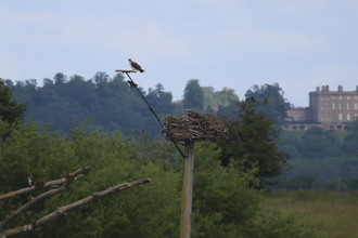 Ospreys, Rutland Water, June 2015